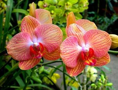 Phalaenopsis7