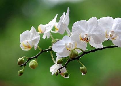 Phalaenopsis8