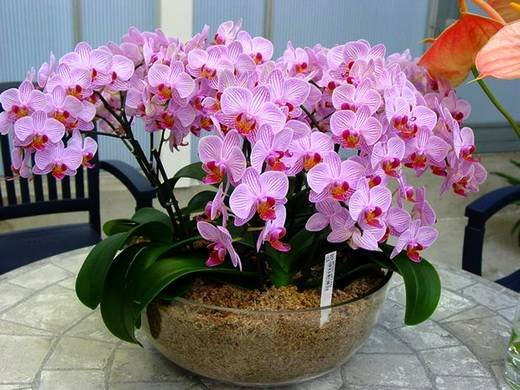 Phalaenopsis9