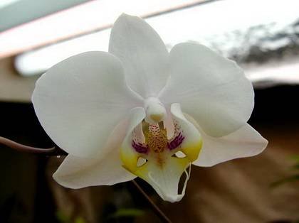 PhalaenopsisAmabilis9