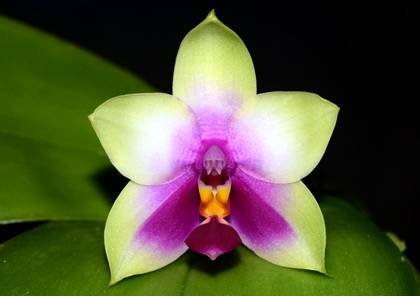 PhalaenopsisBellina9