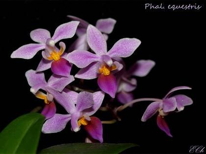 PhalaenopsisEquestris9