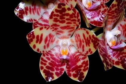 PhalaenopsisGigantea9