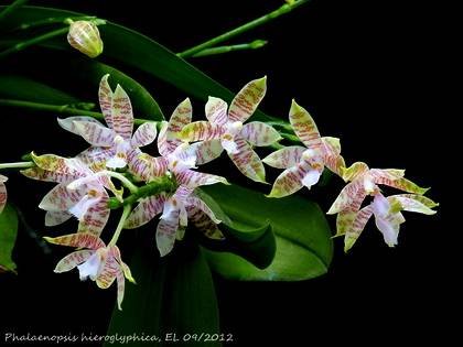 PhalaenopsisHieroglyphica9