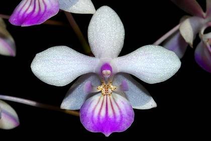 PhalaenopsisLindenii9