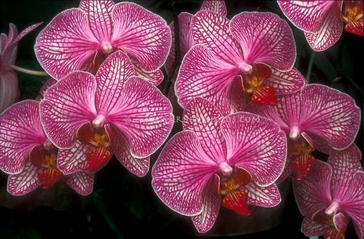 PhalaenopsisPink9