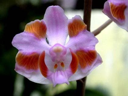 PhalaenopsisPulcherrima9