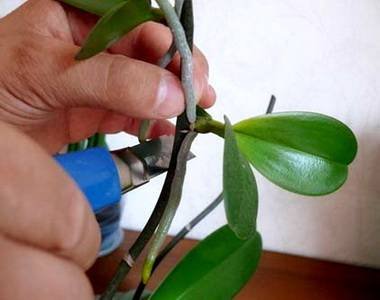 PhalaenopsisРазмн6