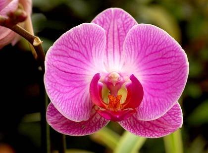 PhalaenopsisRosea7