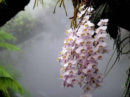 PhalaenopsisSanderiana5