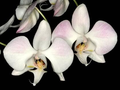 PhalaenopsisSanderiana9