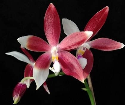 PhalaenopsisSpeciosa9