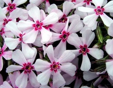PhloxAppleBlossom