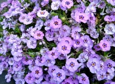 PhloxBoothman'sVariety