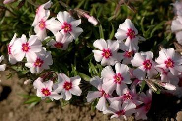 PhloxCoralEye