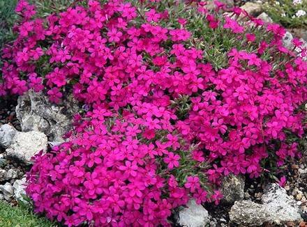 PhloxDouglasii