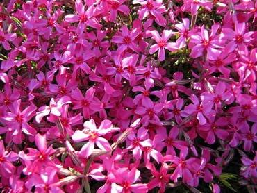PhloxDrummondPink