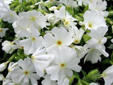 PhloxEarlySpring