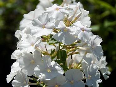 PhloxMaculata1