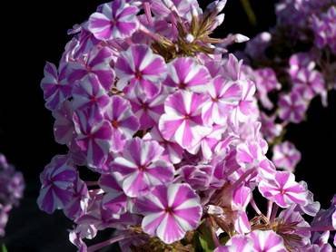 PhloxMaculata2