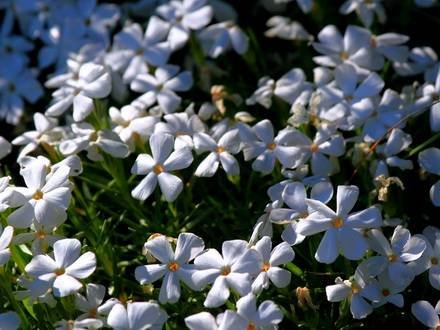 PhloxMultiflora