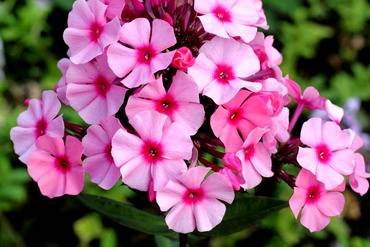 PhloxOleander