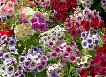 PhloxPaniculata1