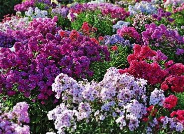 PhloxPaniculata2