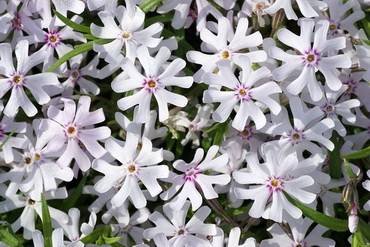PhloxPetticoat