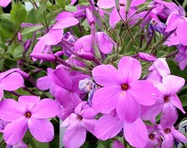 PhloxPinkRidge