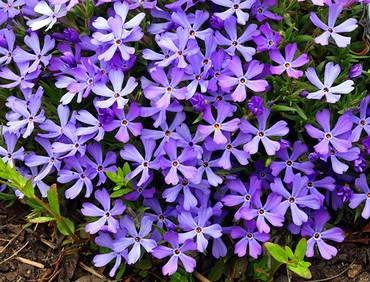 PhloxPurplePinwheels