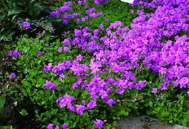 PhloxPurpurea