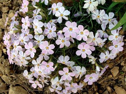 PhloxSibirica