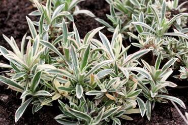 PhloxVariegata