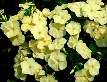 PhloxYellowBeauty