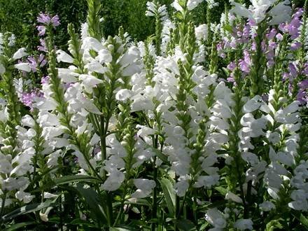 Physostegia1