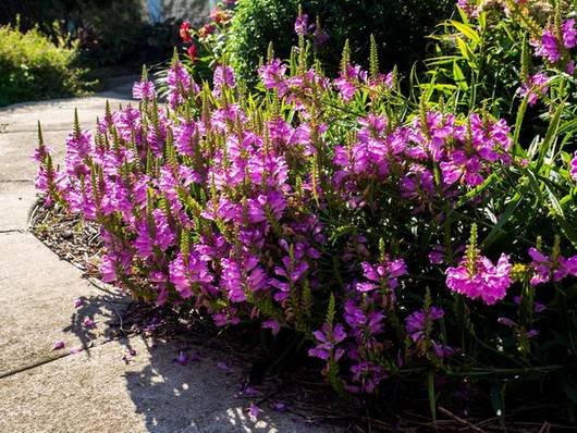 Physostegia10