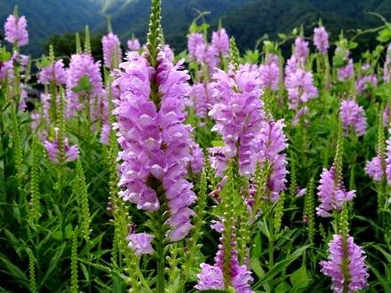 Physostegia2