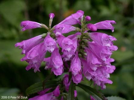 Physostegia3