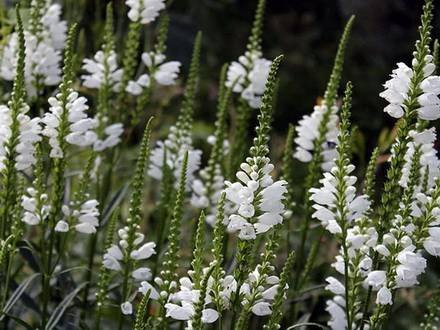 Physostegia4