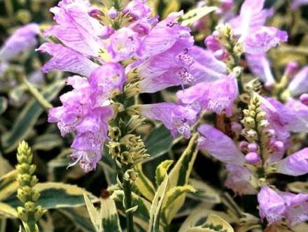 Physostegia5