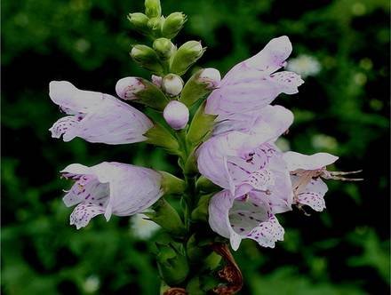 Physostegia6