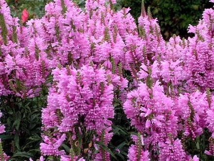 Physostegia7