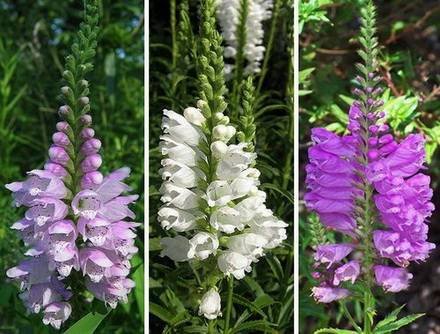 Physostegia8