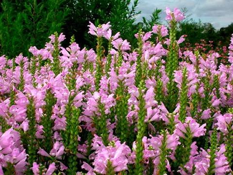 Physostegia9