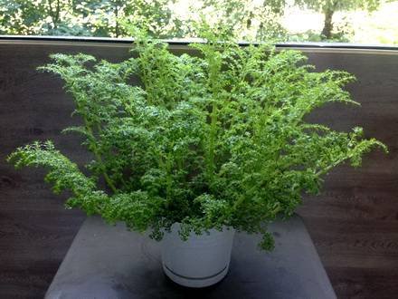 PileaMicrophylla1.