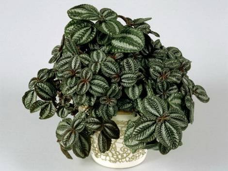 PileaSpruceana3