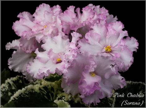 PinkChablis1