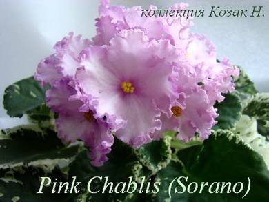 PinkChablis2