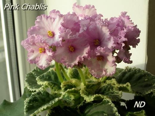 PinkChablis6